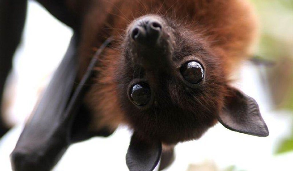 В Астрахани в подъезде многоэтажки поселилась стая летучих мышей