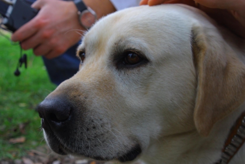 Астраханский лабрадор Норма стала лучшей поисковой собакой ЮФО