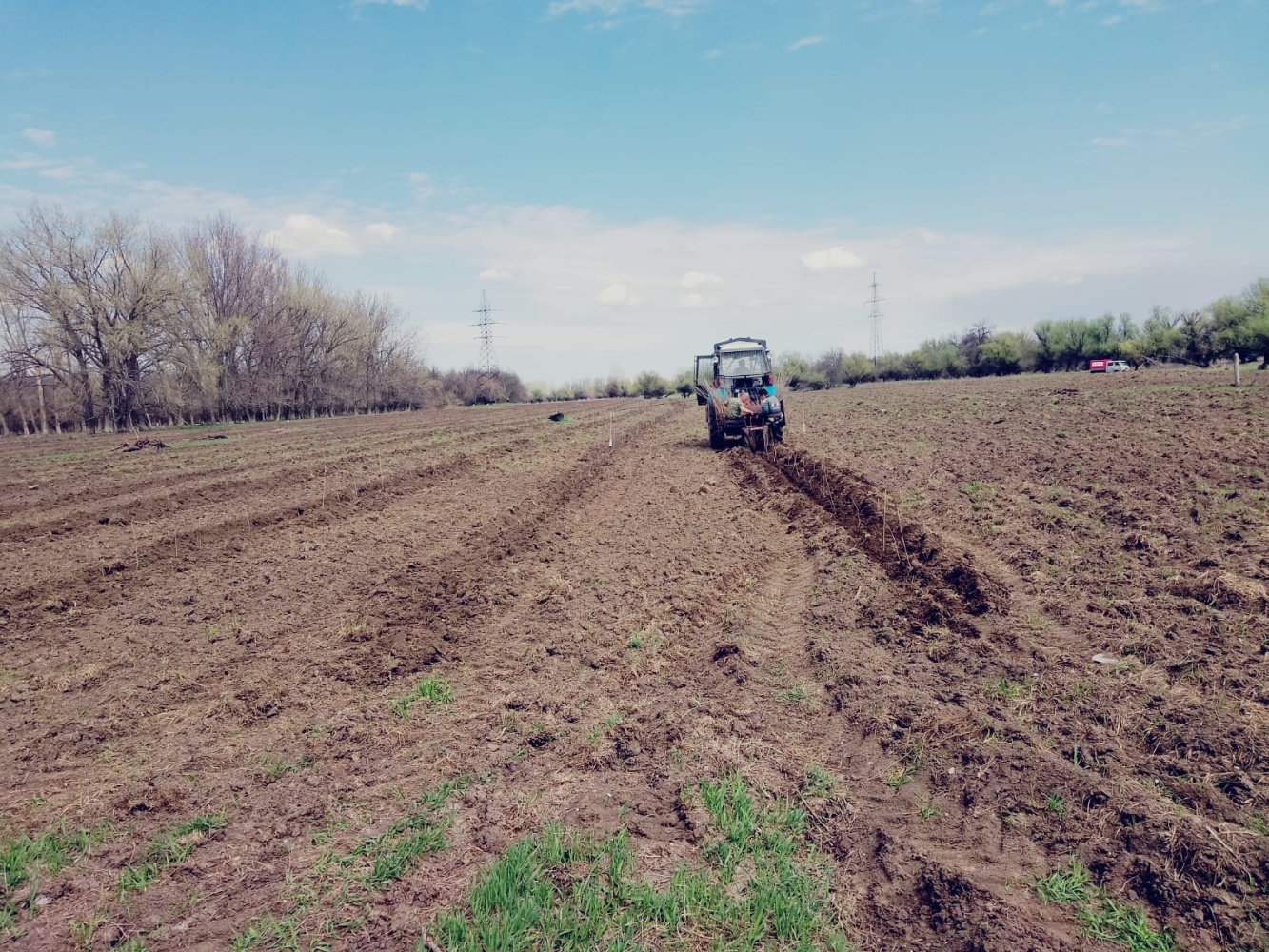 Что высадили в Астраханской области в рамках сохранения лесов?