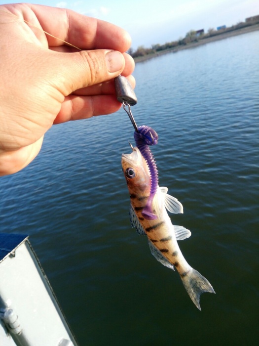 Астраханец поймал малюсенького монстра