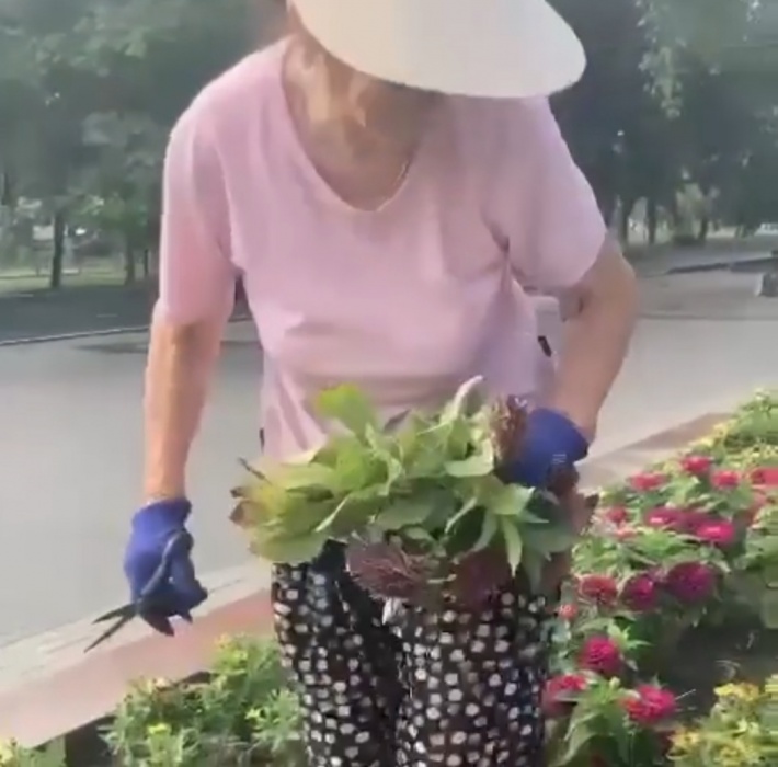 Вот это бабуля! В Астрахани засняли на видео пенсионерку, разоряющую клумбу
