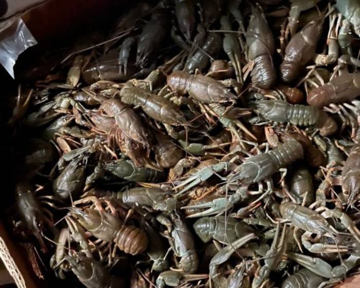 Астраханцы держали в "заложниках" более полтонны живых раков