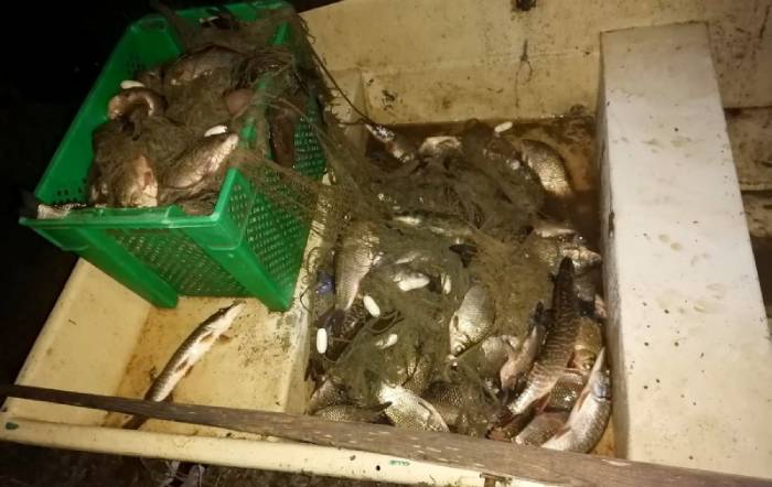 Астраханцы с помощью 100-метровой сетки поймали 50 килограммов рыбы