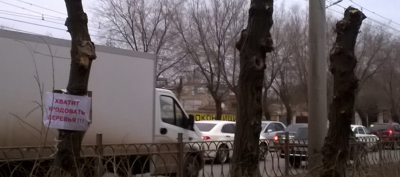 Астраханцы попросили перестать уродовать деревья