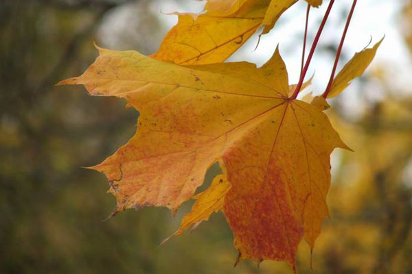Астраханская погода в октябре