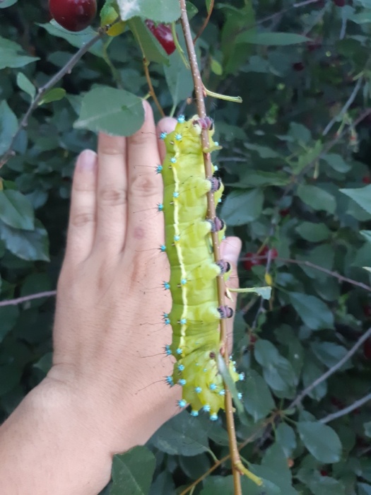 Астраханцев шокировала гигантская гусеница размером с человеческую ладонь 