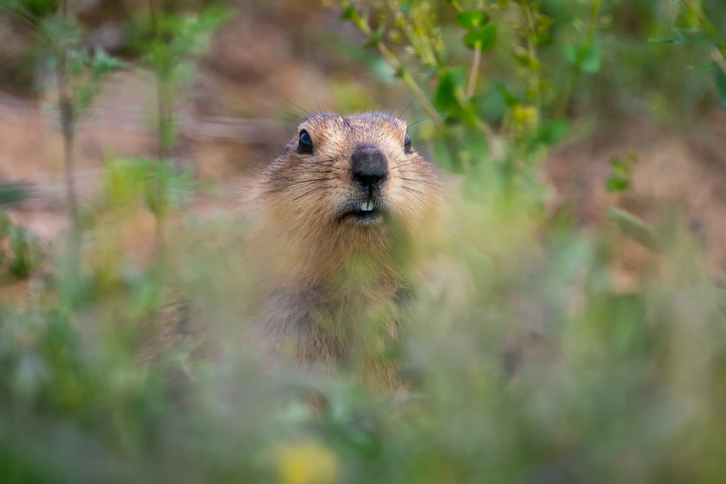 Астраханский суслик решил обхитрить известного фотографа-натуралиста