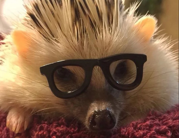 Не дельный обзор. Как астраханцам стать ежиками?