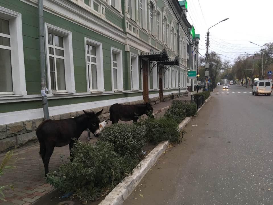 И снова по Астрахани ходили ослы 