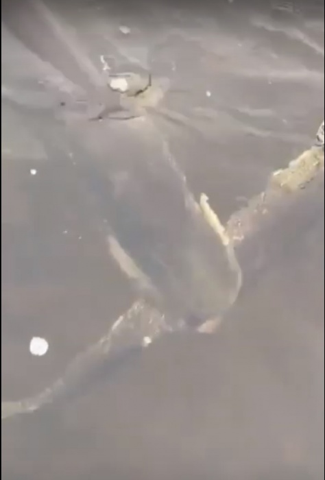 Неожиданная атака: сом не позволил рыбакам поймать щуку. ВИДЕО