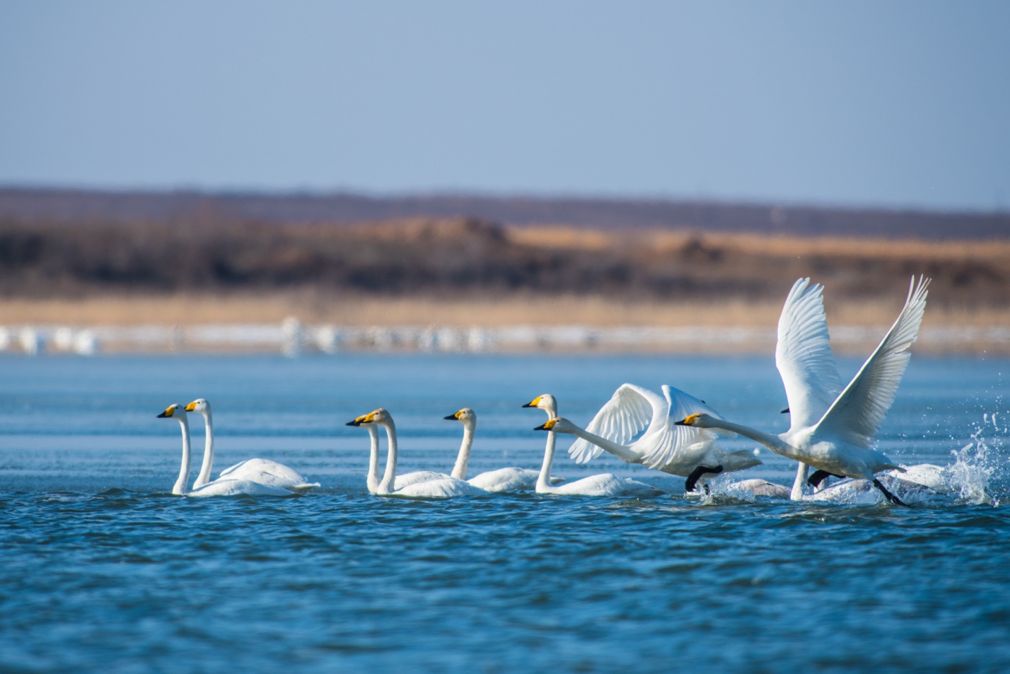 Записки астраханского натуралиста. Лебеди-кликуны, гости с Севера