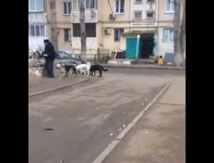 На одной из улиц Астрахани собаки загрызли всех кошек