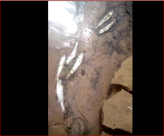 В Астраханской области продолжают фиксировать случаи замора рыбы