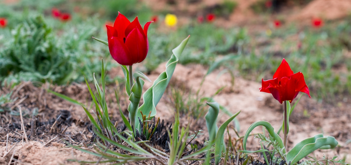 В выходные у горы Богдо будут цвести тюльпаны, петь скалы и бегать люди