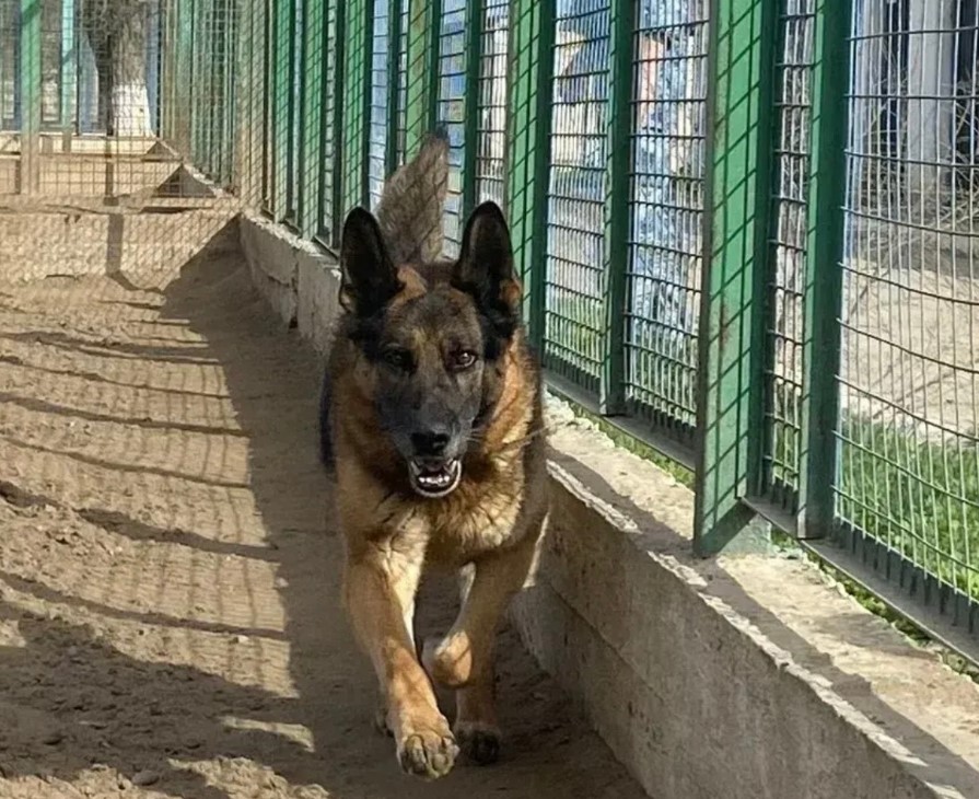 Астраханская полиция отдает даром Майн Штерн Бандо и Осу из Розы Ветров