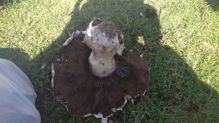 Под Астраханью найден гриб-монстр