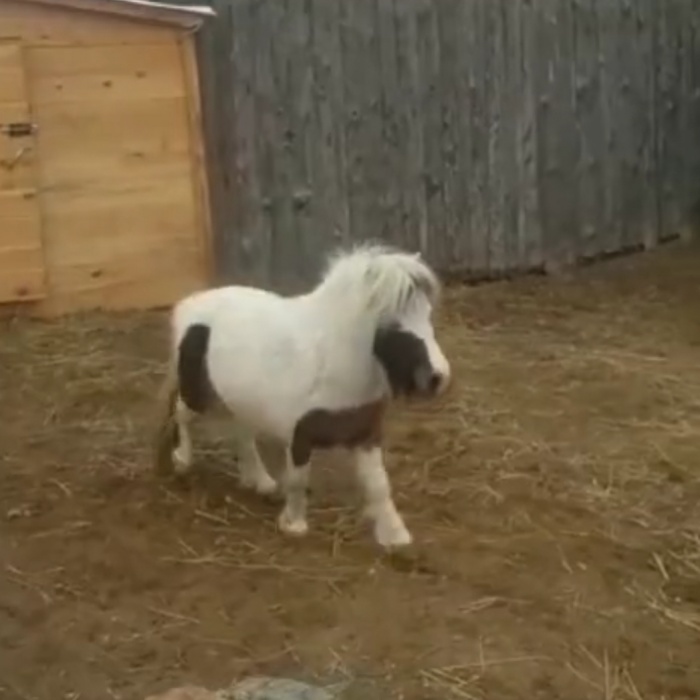 В астраханском зоопарке появилось необычное животное