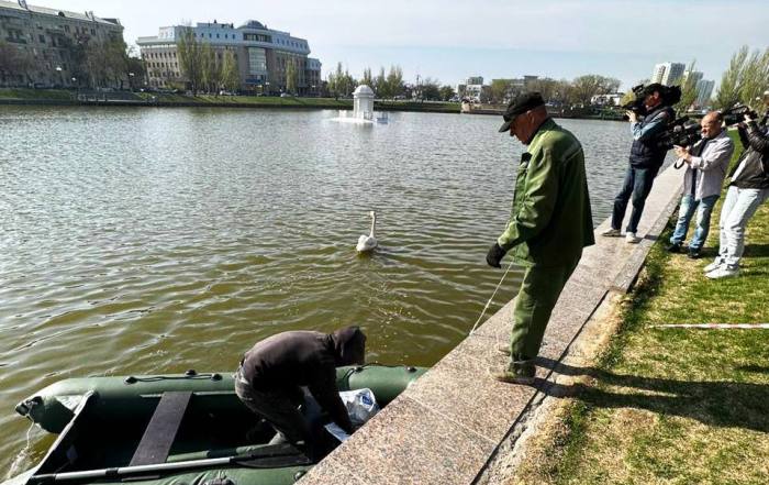 В Астрахани лебеди вернулись на Лебединое озеро