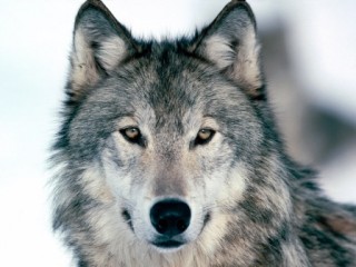 Не делите шкуру не убитого медведя – продавайте шкуру убитого волка. Самки – дороже