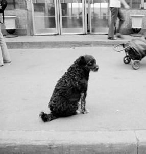 ИДЕТ ОХОТА НА СОБАК, ИДЕТ ОХОТА...