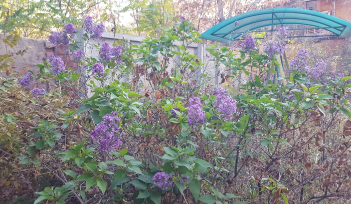 И снова 3 ноября. В Астрахани зацвела сирень