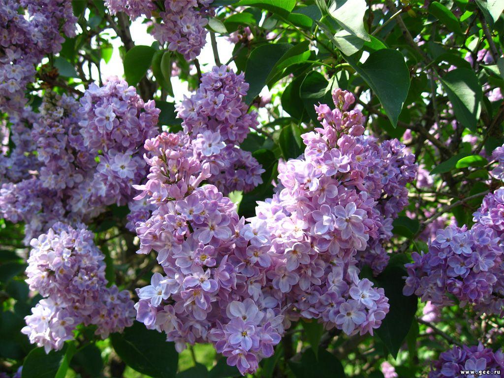 Астраханская погода в мае