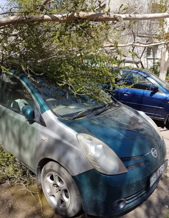 В Астрахани дерево придавило сразу два автомобиля