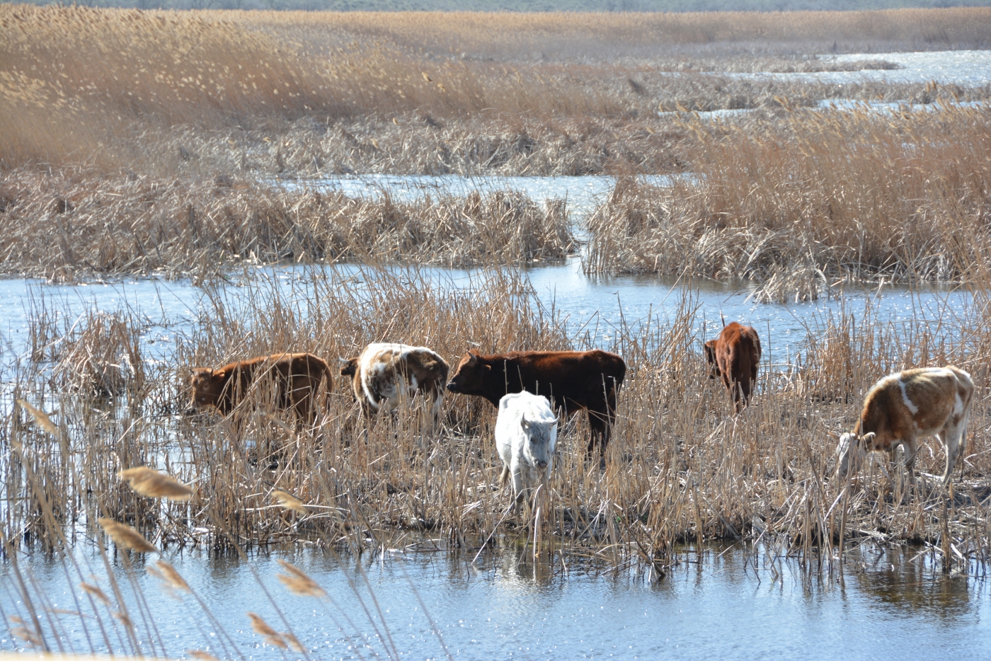 Развитию сельского хозяйства Астраханской области мешают банки - власти