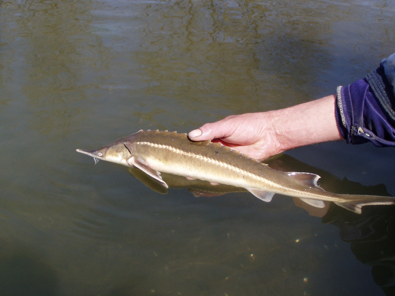 Записки астраханского натуралиста. Современное состояние популяций осетровых рыб на Каспии