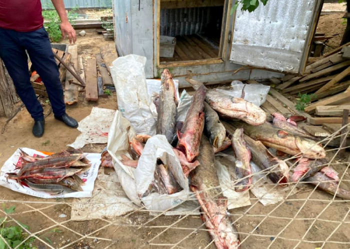 В Астрахани у браконьеров изъяли больше трехсот килограммов рыбы