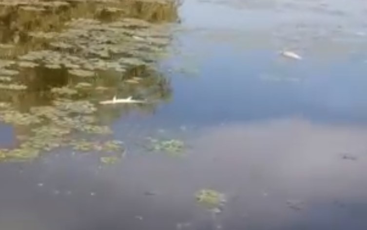 В астраханской реке запечатлели море дохлой рыбы