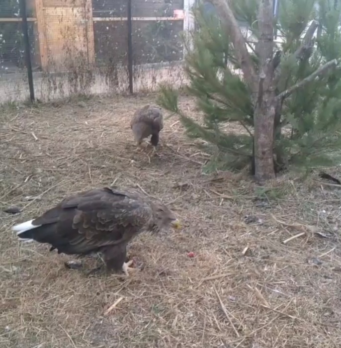 Видео дня: орлана, пойманного в Астрахани, в семью принял хищник-социофоб