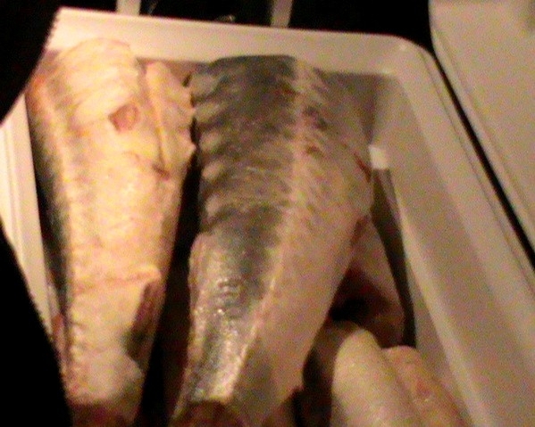 Краснодарец вез в качестве сувенира из Астрахани 25 килограмм осетрины