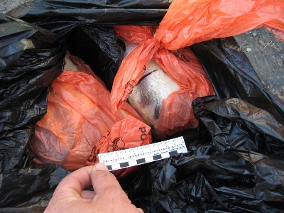 Под Астраханью полиция задержала очередного браконьера