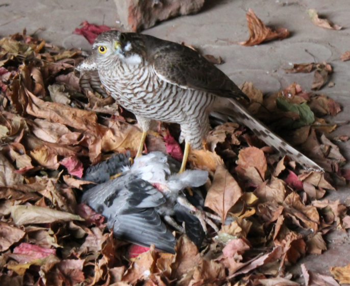Фото дня: ястреб-перепелятник в центре Астрахани