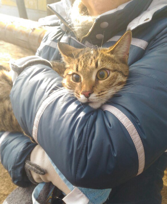 Астраханцы всем миром спасали котенка