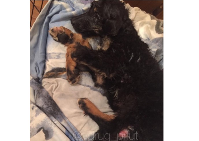 Олег Шеин обратился к астраханскому прокурору с просьбой наказать водителя, переехавшего щенка