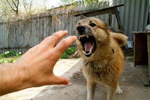 За год бродячие собаки покусали почти четыре тысячи астраханцев