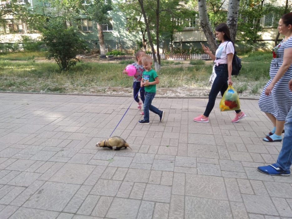 Мимими! В Астрахани хорек выгуливает детей на поводке