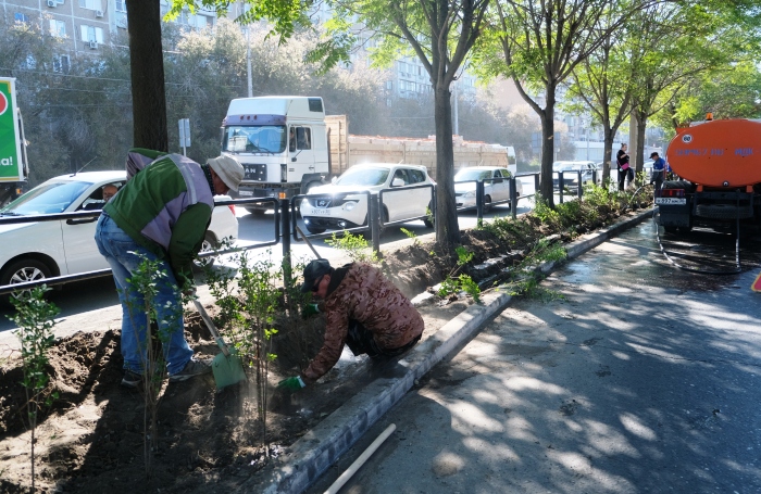 За осень в Астрахани высадят до 2000 деревьев и 5000 кустарников