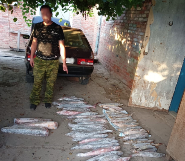 Под Астраханью у сельчанина в доме нашли почти 60 туш осетровых