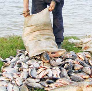 В Астрахани полиция задержала «Газель» с 1200 килограммами рыбы