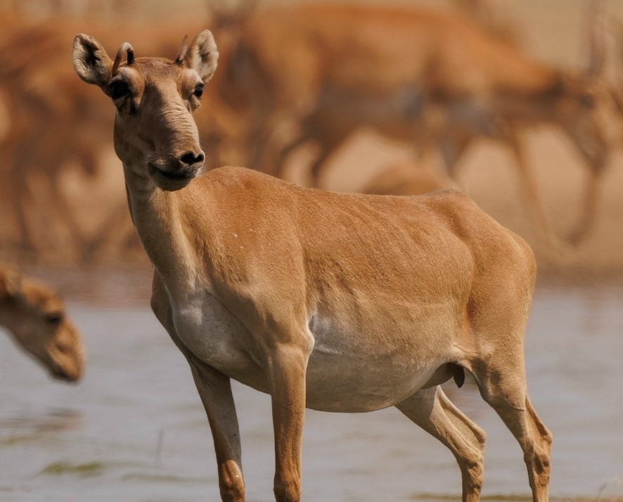Редкую даму с рожками встретили в астраханском заказнике