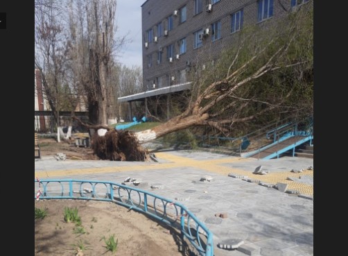 В Астрахани дерево упало на поликлинику