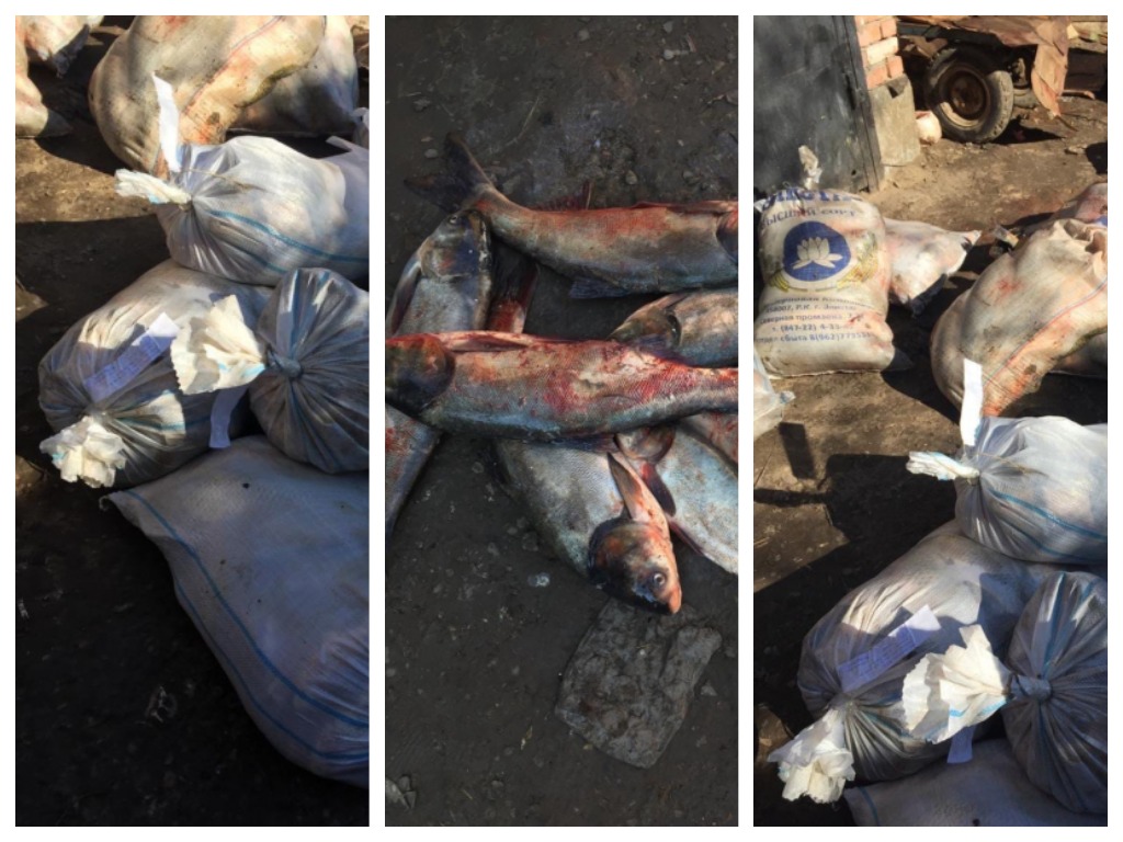 У продавцов астраханских рынков изъяли 667 килограммов рыбы