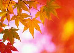 Астраханская погода в ноябре