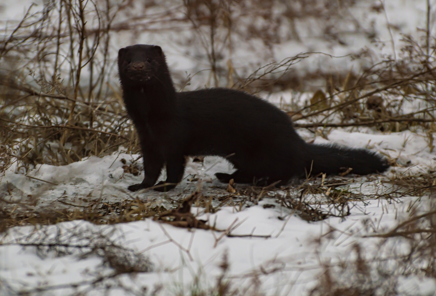 Астраханцы выпустили на волю американскую норку