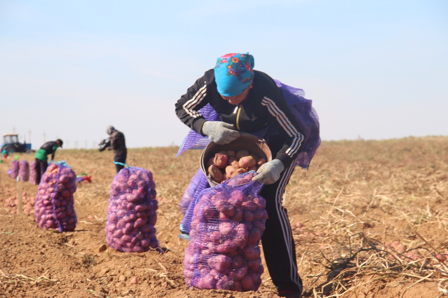 Астраханские фермеры увеличат посадки овощей и картофеля на 2,2%