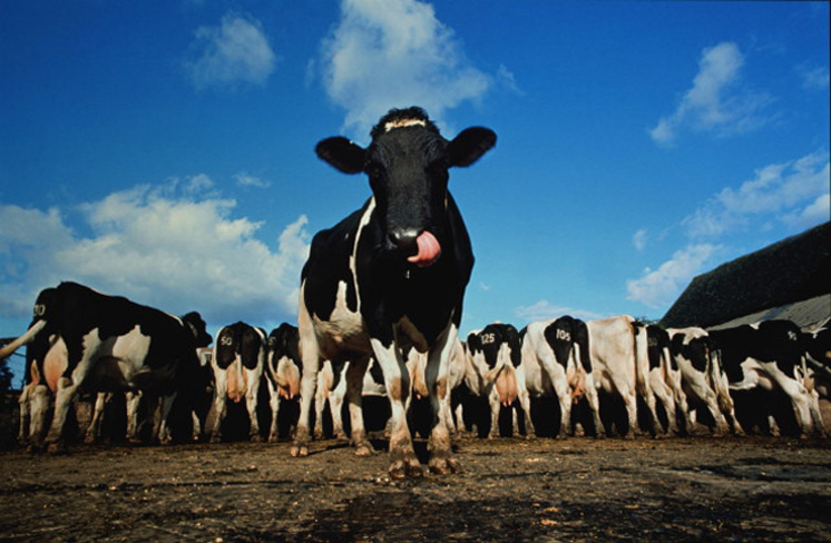 В Астрахани поймали банду похитителей скота