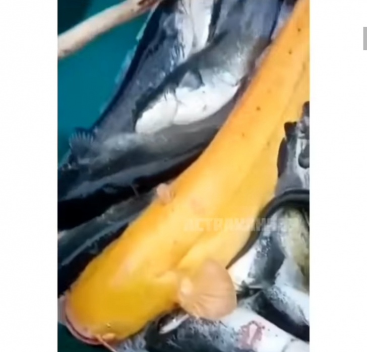 В Астраханской области поймали необычного, но красивого сома